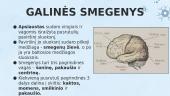 Galvos smegenų dalys 5 puslapis