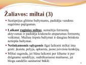 Duona. Kepinių reglamentas 12 puslapis