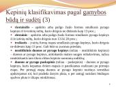 Duona. Kepinių reglamentas 6 puslapis