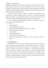 Ontologijų sistemos 3 puslapis