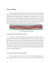 Optiniai tinklai 11 puslapis