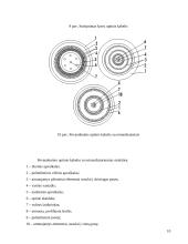 Optiniai tinklai 10 puslapis