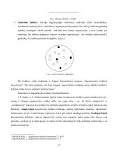 Organizacijos kultūros samprata, stiliai ir lygiai 14 puslapis