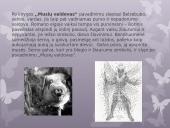 Vilijamas Goldingas „Musių valdovas“ 1954m. 4 puslapis