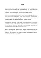 Hibridinis automobilis Cupra Formentor 8 puslapis