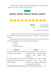 Organizacijų struktūra 7 puslapis