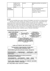 Europos Sąjungos konspektas egzaminui 5 puslapis