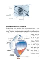 Oro balionai 16 puslapis
