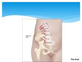 Diagnosis of pregnancy 14 puslapis