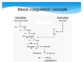 Diagnosis of pregnancy 15 puslapis
