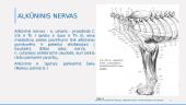 Alkūnės sąnario, raumenų, odos inervacija 4 puslapis
