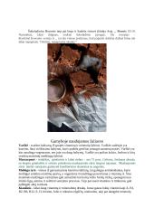Maisto dizaino ir inovacijų modulio projektas 4 puslapis