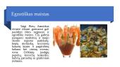 Pietų Amerikos mitybos ypatumai (skaidrės) 7 puslapis
