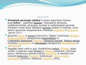 Drėgnieji pusiaujo miškai (skaidrės) 2 puslapis