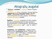 Drėgnieji pusiaujo miškai (skaidrės) 3 puslapis