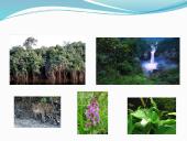 Drėgnieji pusiaujo miškai (skaidrės) 5 puslapis