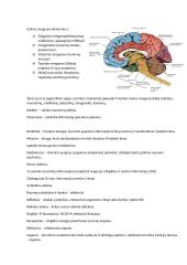 Nervai, nervų sistema 3 puslapis