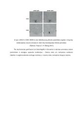 Mitybos sezoniškumas 4 puslapis