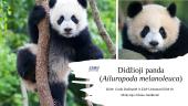 Didžioji panda (Ailuropoda melanoleuca)
