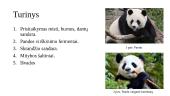 Didžioji panda (Ailuropoda melanoleuca) 2 puslapis