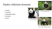 Didžioji panda (Ailuropoda melanoleuca) 4 puslapis