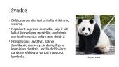 Didžioji panda (Ailuropoda melanoleuca) 7 puslapis