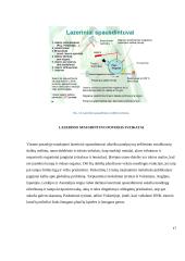 Lazerinis pausdintuvas. Jo ypatybės. Techninių sprendimų raidos ataskaita 16 puslapis