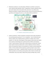 Lazerinis pausdintuvas. Jo ypatybės. Techninių sprendimų raidos ataskaita 6 puslapis