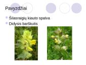 Gamtinės atrankos rūšys 11 puslapis