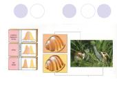 Gamtinės atrankos rūšys 12 puslapis