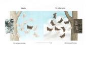 Gamtinės atrankos rūšys 6 puslapis