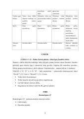 Pastatų fasadų apdaila 9 puslapis