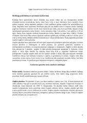 Lonžerono gamyba 5 puslapis