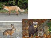 Kuo ypatinga Lietuvos gamta? 11 puslapis