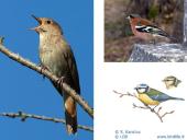 Kuo ypatinga Lietuvos gamta? 12 puslapis