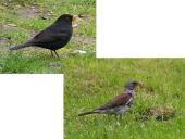 Kuo ypatinga Lietuvos gamta? 13 puslapis