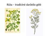 Kuo ypatinga Lietuvos gamta? 17 puslapis