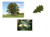 Kuo ypatinga Lietuvos gamta? 7 puslapis