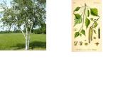 Kuo ypatinga Lietuvos gamta? 8 puslapis