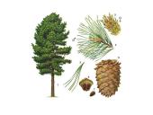 Kuo ypatinga Lietuvos gamta? 9 puslapis