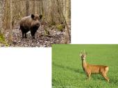 Kuo ypatinga Lietuvos gamta? 10 puslapis