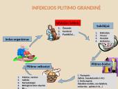 Tuberkuliozė (skaidrės) 3 puslapis