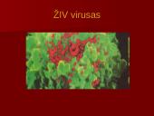 AIDS – pasaulio maras (skaidrės) 4 puslapis