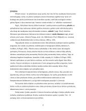 Pikselio menas 2 puslapis