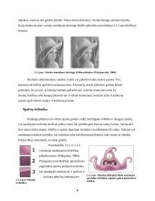 Pikselio menas 6 puslapis