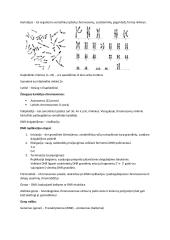 Citogenetika: konspektas 2 puslapis