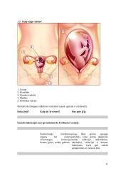 Planuota tėvystė. Nėštumas 11 puslapis