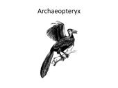 Pristatymas apie paukščius 5 puslapis