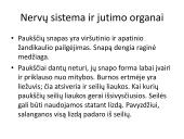 Pristatymas apie paukščius 9 puslapis