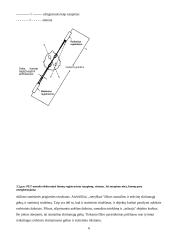 Pozitronų emisijos tomografija 6 puslapis